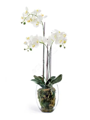 Орхидея самая простая в уходе - фото | РБК Украина