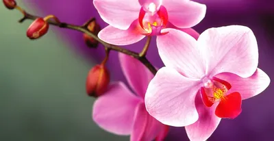 Орхидея фаленопсис розовая, 2 цветоноса (лат. Orchidaceae Phalaenopsis), d  12 | Flowers Valley
