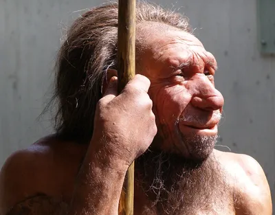 Ученые доказали, что оружие неандертальцев могло убивать жертву на  расстоянии