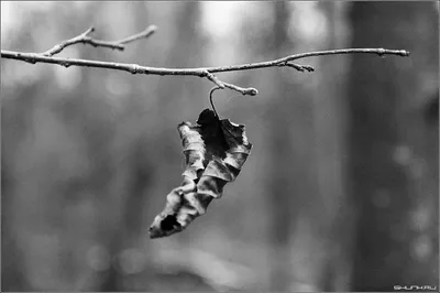 Все на ту же тему. Последний. | Времена года. Осень. | Черно Белые  Фотографии - Авторский Фотосайт