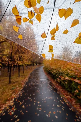 Прогулка под дождем осенью | Пикабу