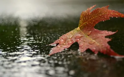 Осень дождь (72 фото) - 72 фото