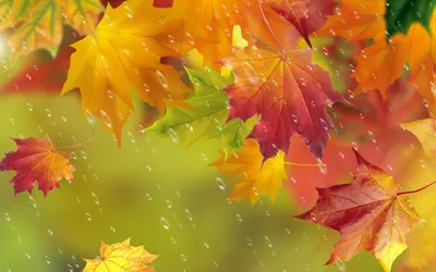 Осень Дождь Листья - Бесплатное фото на Pixabay - Pixabay