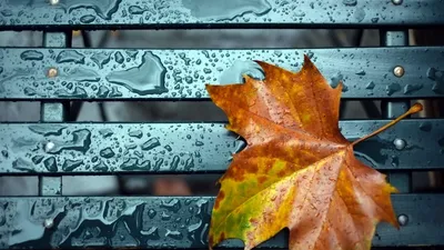 Осень дождь, листья в движении, вид…» — создано в Шедевруме