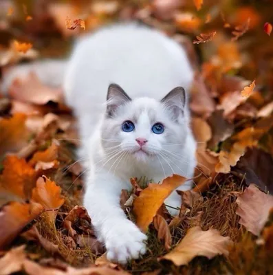Картинки Кошки Осень рыжие смотрит Животные 2560x1828