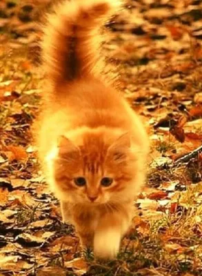 Онлайн пазл «Кошка и осень»