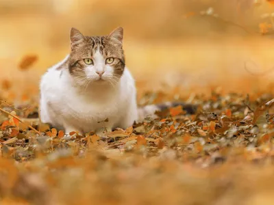 Осень-рыжая кошка. | Светик- семицветик. | Дзен
