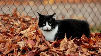 Кошка сидит осенью на ветке дерева. | Премиум Фото