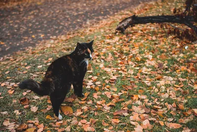 Кошка-осень — Фото №1401176