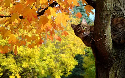 Осень Листья Кот - Бесплатное фото на Pixabay - Pixabay