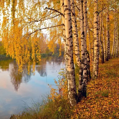 Осень в городе