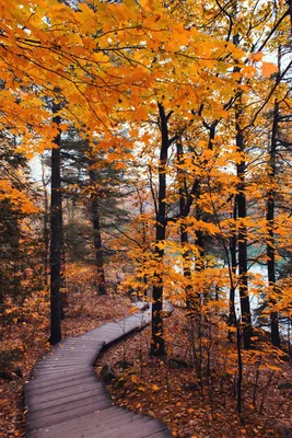 Природа. Осень. Озеро.» — создано в Шедевруме