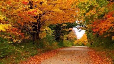 Самая красивая пора года-\"золотая осень\" , природа просто взрывается яркими  красками, чтобы померкнутьтииопять возродиться.#осень… | Instagram