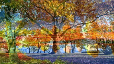 Осень природа обои - 68 фото