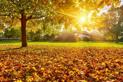 Фото Лучи света Листва Осень Природа Времена года 4200x2800