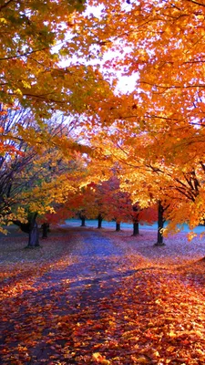 Картинки осень, Природа, парк, алея, каштаны, природа - обои 1920x1080,  картинка №22637