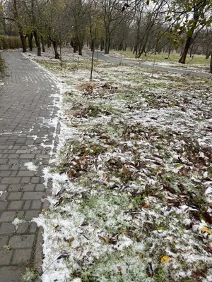 Фотофакт. Первый снег в Полоцке выпал на три недели раньше прошлогоднего |  Новости Полоцка и Новополоцка на GOROD214.by