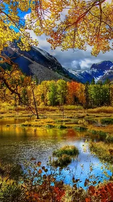 Бесплатное изображение: рука, мобильный телефон, палец, трава, природа,  снимок, осень