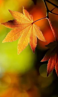осень яблока миражирует листья состава сухие Sacking ваза Красочные листья,  умный телефон, наушники Stu Стоковое Изображение - изображение  насчитывающей устройство, идея: 76799627