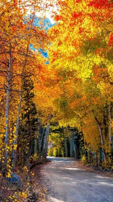 iPhone wallpaper autumn | Fall wallpaper, Autumn photography, Autumn cozy