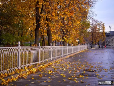 Краски осени, где то в Москве | Пикабу