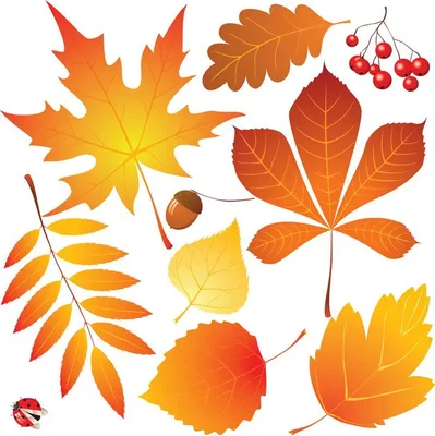 Картинки осенние листья для детей :: Карточки и картинки для детей | Осенние  листья, Листья, Иллюстрации листа