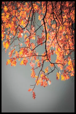Осень. Осенние листья. Счастливая девушка. Девушка в джинсах лежит на  осенних листьях и смотрит в небо. Счастье, отдых, настроение, уикенд  фотография Stock | Adobe Stock