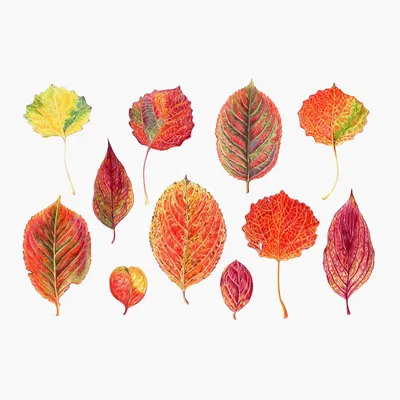 Осенние листья вафельная картинка | Магазин Домашний Пекарь