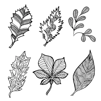 рисунок рисованной черно белые осенние листья коллекции PNG , рука,  обращается, черный PNG картинки и пнг рисунок для бесплатной загрузки