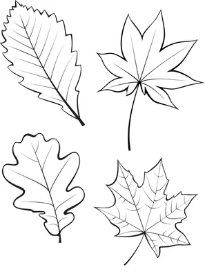 Картинки по запросу осенние листья контур | Leaf template, Leaf coloring  page, Fall crafts