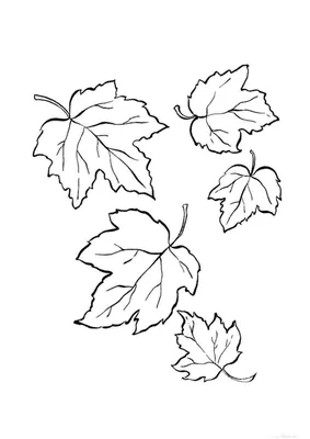 Раскраска осенние листья. осенние листья. Раскраски.