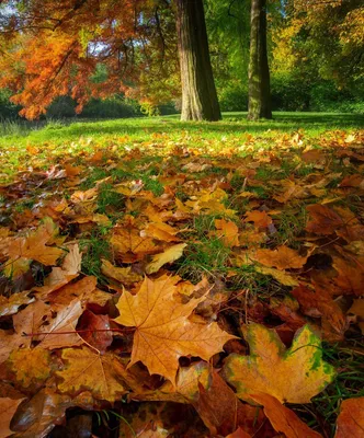 Осенние листья. Фотограф Виктор Тулбанов
