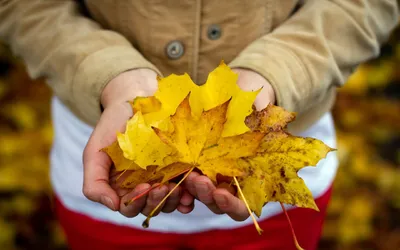Осенние листья из фетра 5 см Клён Набор 50 штук - купить с доставкой по  выгодным ценам в интернет-магазине OZON (603710855)