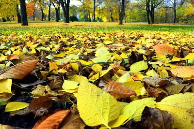 Раскраска Осенние листья распечатать или скачать