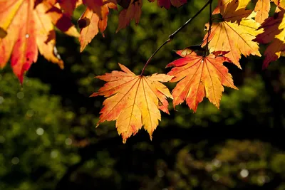 Как засушить осенние листья для поделок или сохранить иным способом для  творчества? | Учитель первый твой | Дзен