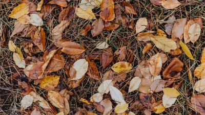 Джорджия О'Киф - Осенние листья, 1924, 41×51 см: Описание произведения |  Артхив