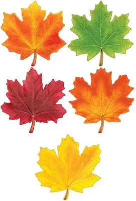 Осенние листья: интересные техники рисунка - Телеканал «О!»