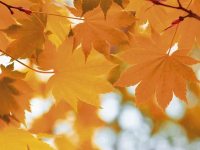 Купить Вафельные осенние листья цветные двухсторон, 20 шт, микс