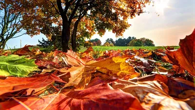Фотообои Осенние листья на стену. Купить фотообои Осенние листья в  интернет-магазине WallArt