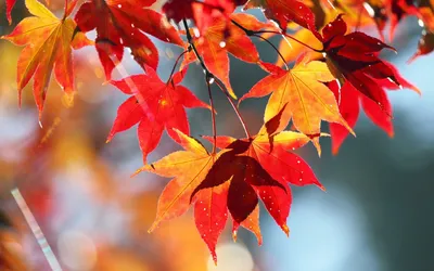 Осенние листья или иконки осеннего листьев или осенних листвы Векторный  изолированный набор из листьев клен, дуба, березы Падающи Иллюстрация штока  - иллюстрации насчитывающей дуб, двухчленной: 158405844