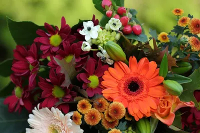 осенние цветы. Красивые цветочки украшают город Стоковое Фото - изображение  насчитывающей промахов, напольно: 257569392