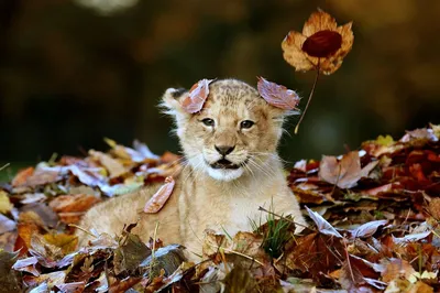 Осенние звери - фото и картинки: 78 штук