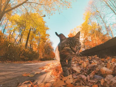 🍁 Наша осенняя программа 🌻 @bukashki_na_ladoshke Разговариваем о том, как  животные готовятся к зиме 🍁🦔 делают запасы 🍎🍄🍏 и утепляют свои… |  Instagram