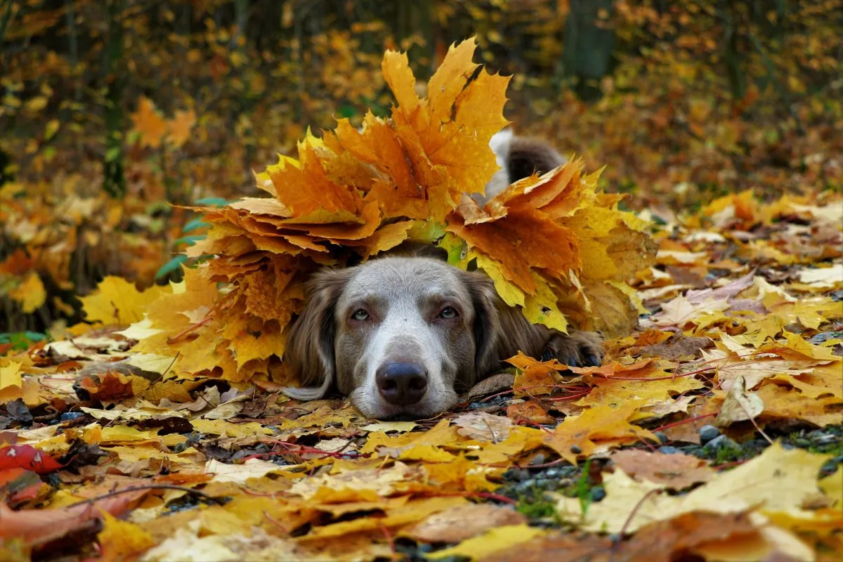 Осенний зверь. Осень животные. Собака осень. Собака в листве. Осень с животными.
