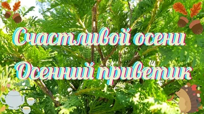 Красивые картинки с пожеланиями! Открытка осенний привет, осенний приветик,  осеннее приветствие!