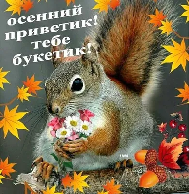 🍂🍎🍁🥀🐿️🥀🍁🍎🍂 | Открытки, Осенние картинки, Веселые картинки