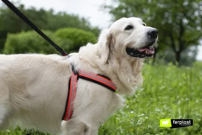 Ошейник для собак крупных пород брезентовый длина 80 см ширина 45мм/для  больших собак - купить с доставкой по выгодным ценам в интернет-магазине  OZON (428127228)