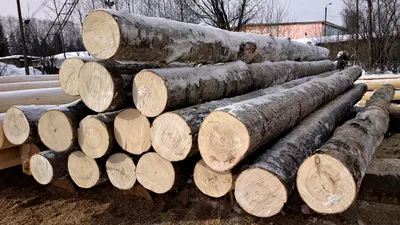 заморозок на дереве осины стоковое изображение. изображение насчитывающей  заводы - 107848145