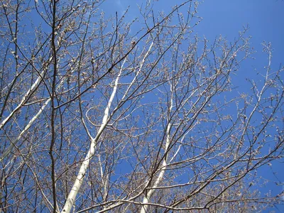 Зимний осиновый лес. тонкая осина и снег в серо-коричневых тонах. зимняя  природа | Премиум Фото