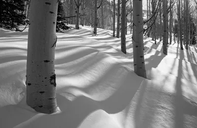 Осина Дерево Зимой - 24 фото